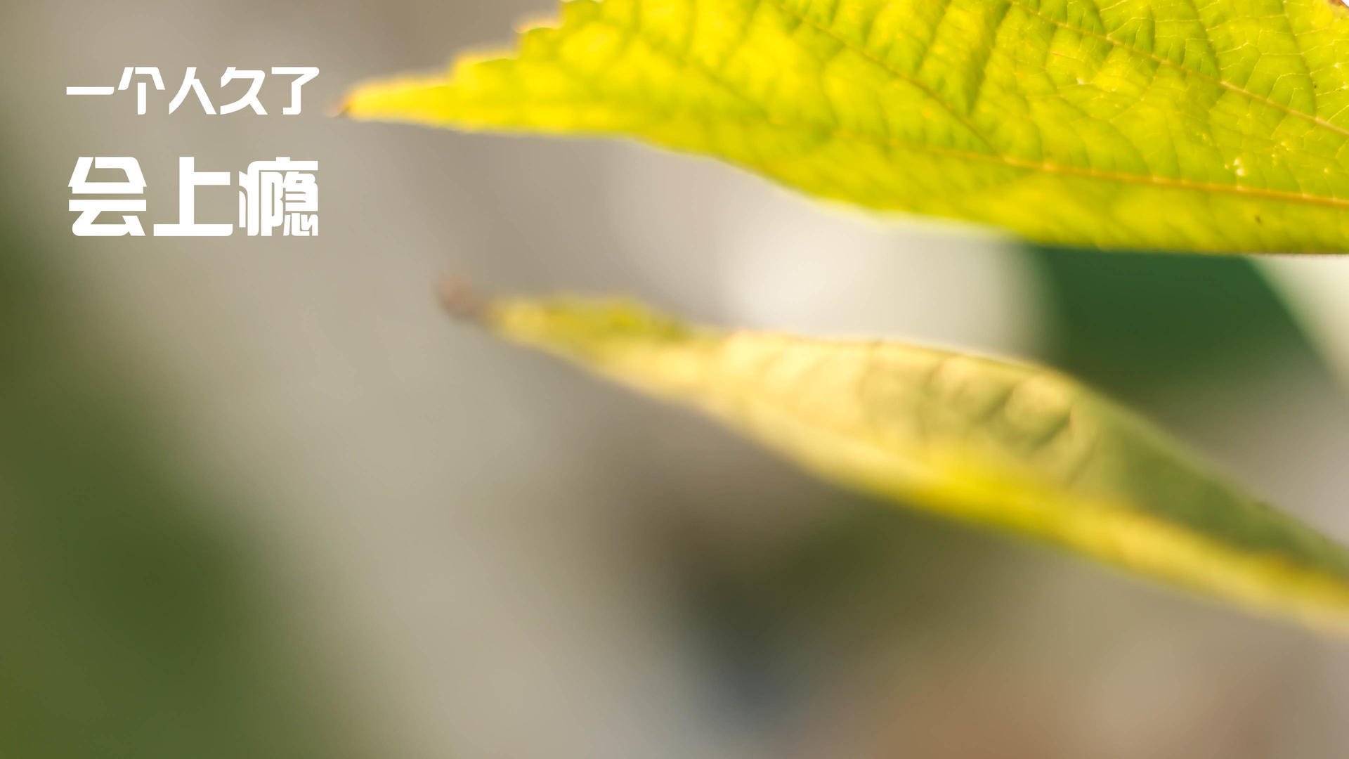 _澳网四强出炉:激烈角逐谁能问鼎冠军_,2021澳网4强