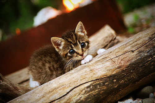 《电竞赛事中的危机管理:保障比赛顺利进行》,电竞赛事策划方案