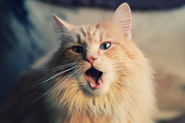 普拉提课程在高端健身俱乐部中占据重要地位,普拉提健身培训哪里好