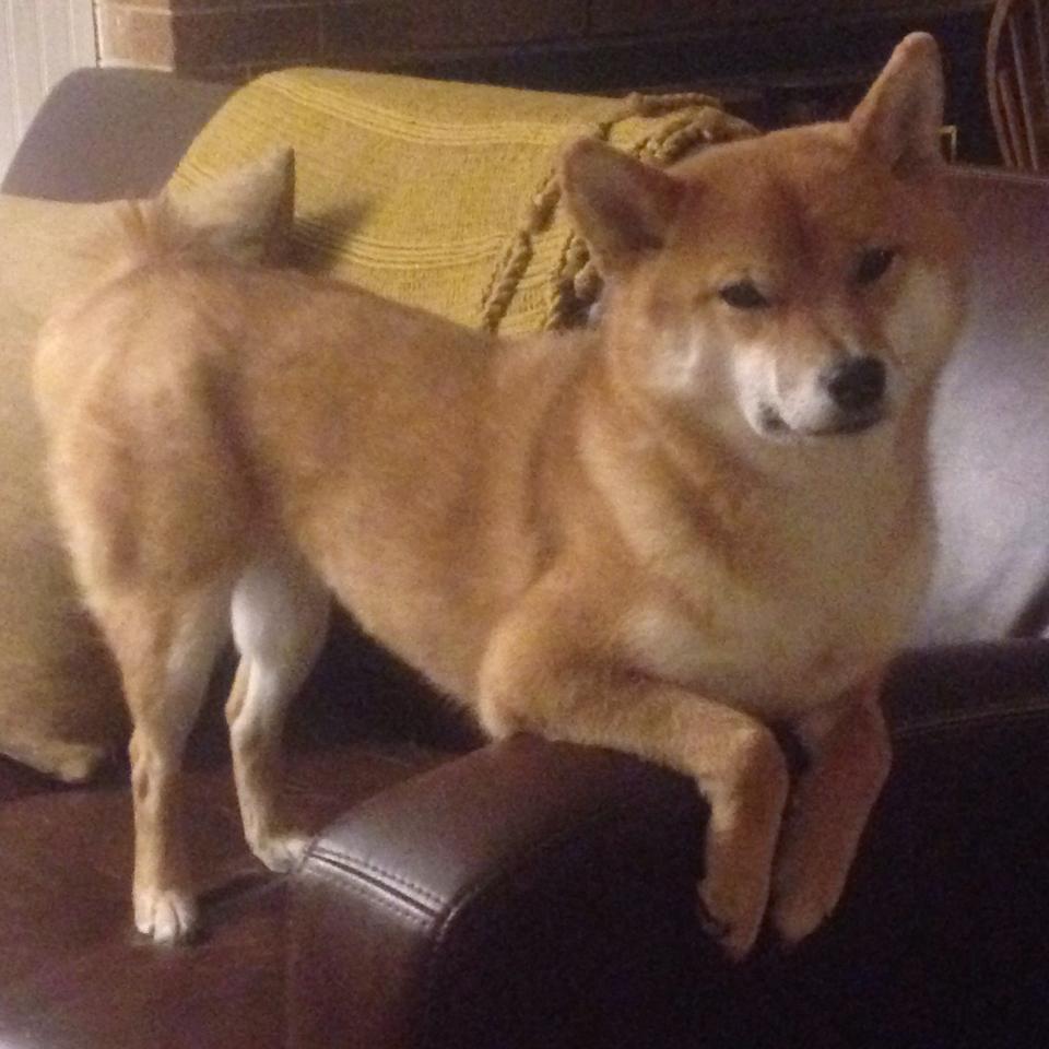 开云官方网页登录-纽卡斯尔联中场新星崭露头角，成为球队中坚，纽卡斯尔联首发