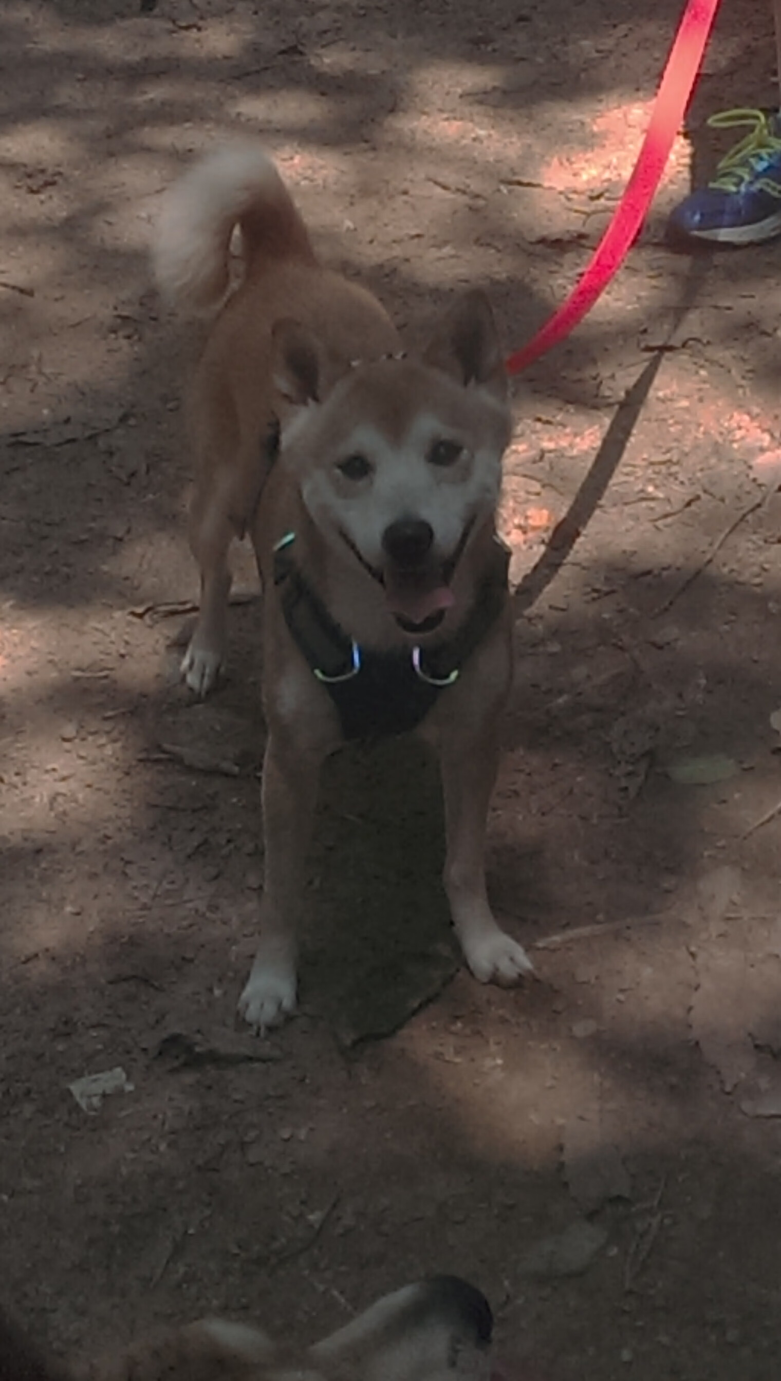 佛罗伦萨负于对手,客场憾失关键一战,佛罗伦萨队吧