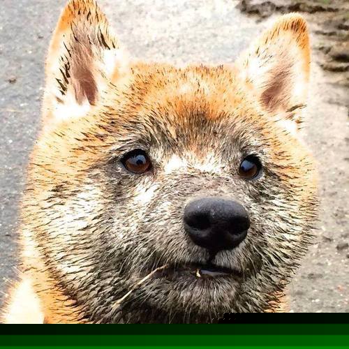 克鲁塞罗士气旺盛,势如破竹,大放异彩,克鲁塞罗队