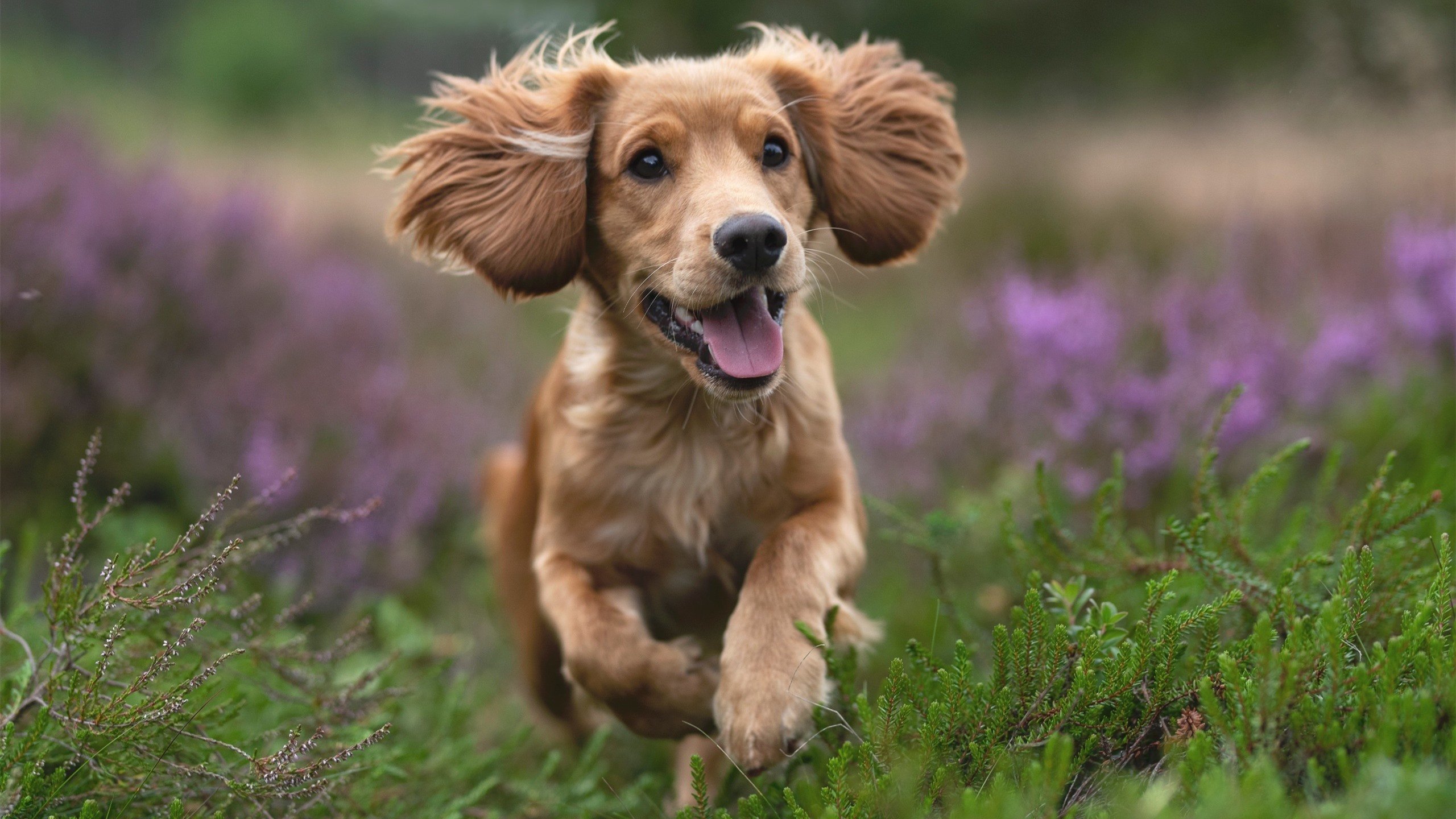 开云网页版登录入口-北京首钢球队整体进攻节奏加快，北京首钢队阵容