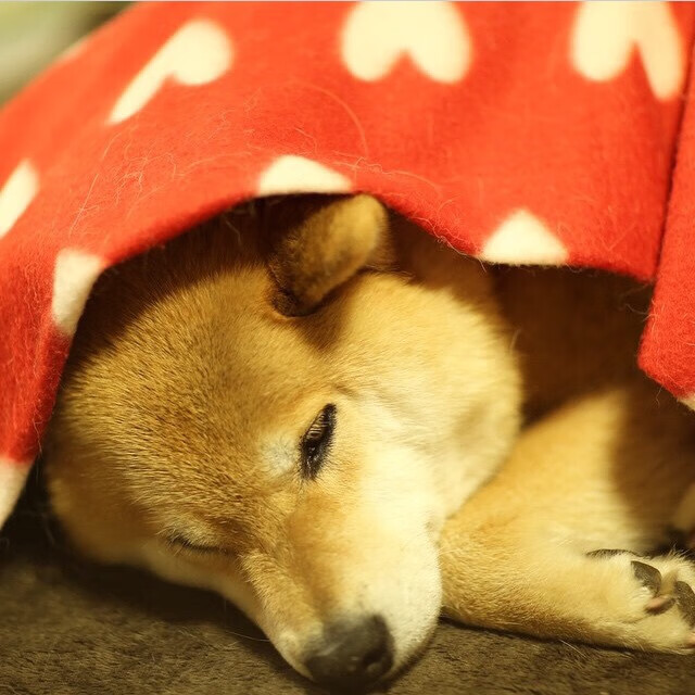 开云中国大陆-山东泰山冲击联赛冠军，山东泰山队官网