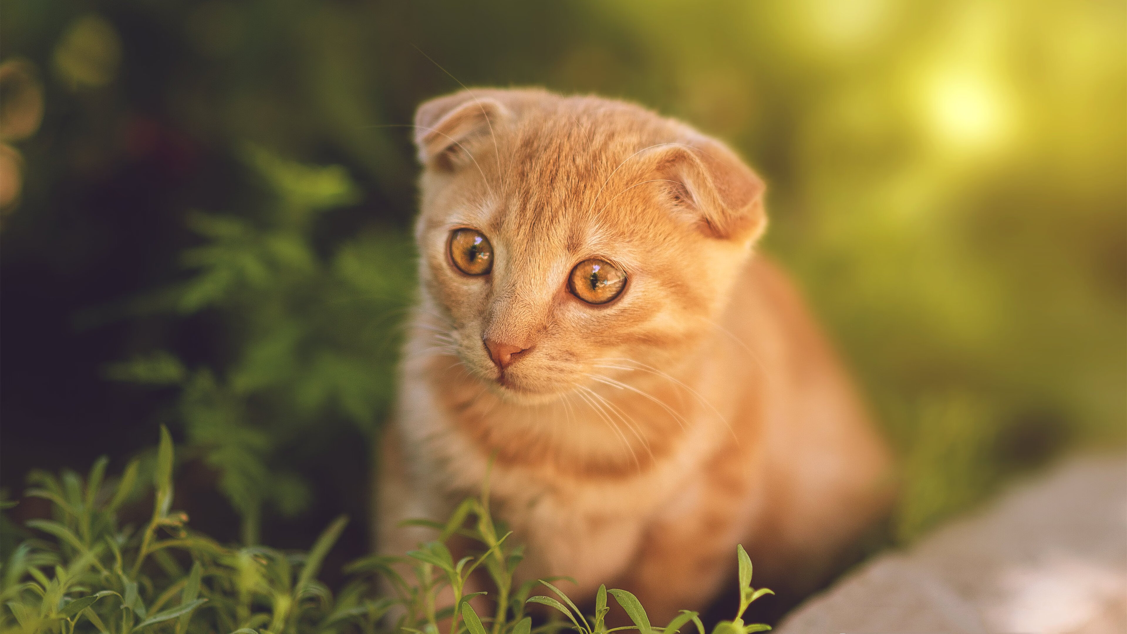 开云体育-桑托斯射手赛季最佳表现，桑托斯战术