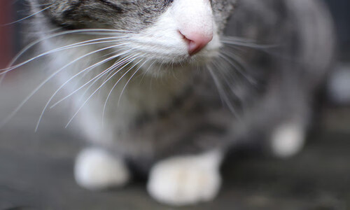 开云体育APP下载-欧锦赛热门球队出局，黑马崛起引发国内球迷关注，欧锦赛赛事分析