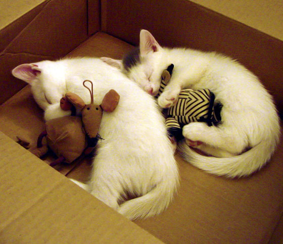 湖人翻盘尼克斯,东部决赛中詹姆斯双手暴扣点燃全场,湖人詹姆斯比赛视频