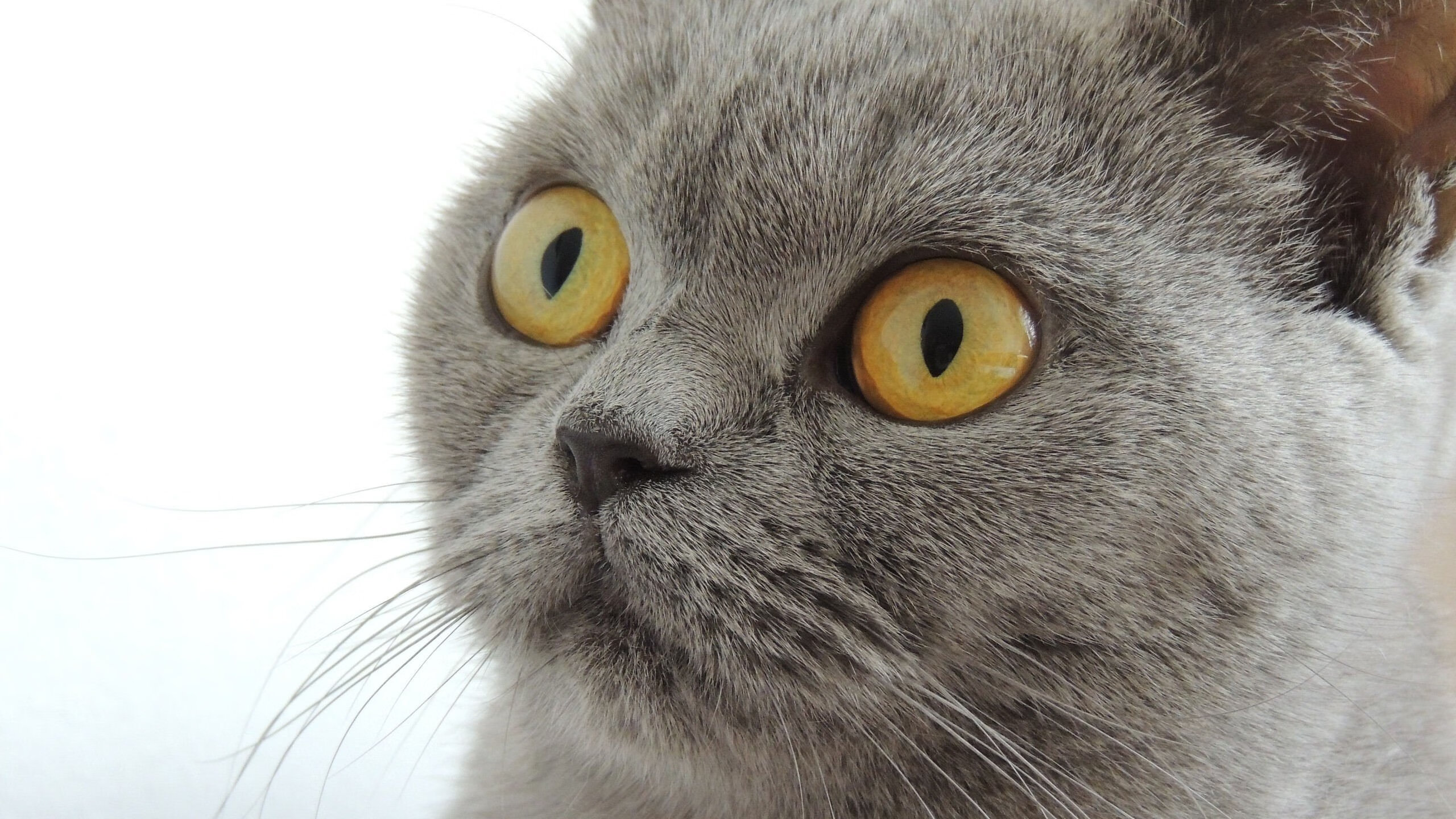 开云网页版-热刺客场平西汉姆，进攻端低迷