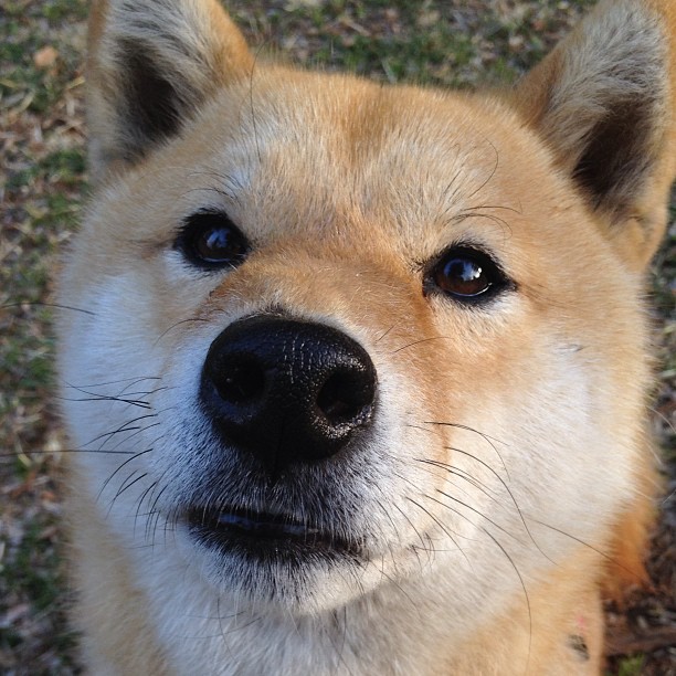 阵容调整的妙招,能否取得胜利?,阵容怎么搭配