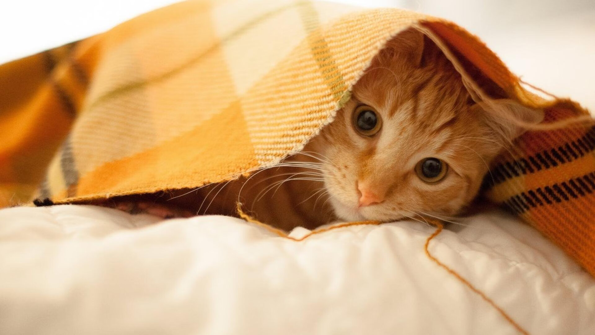 NBA球队实力对比报告,nba球队强度