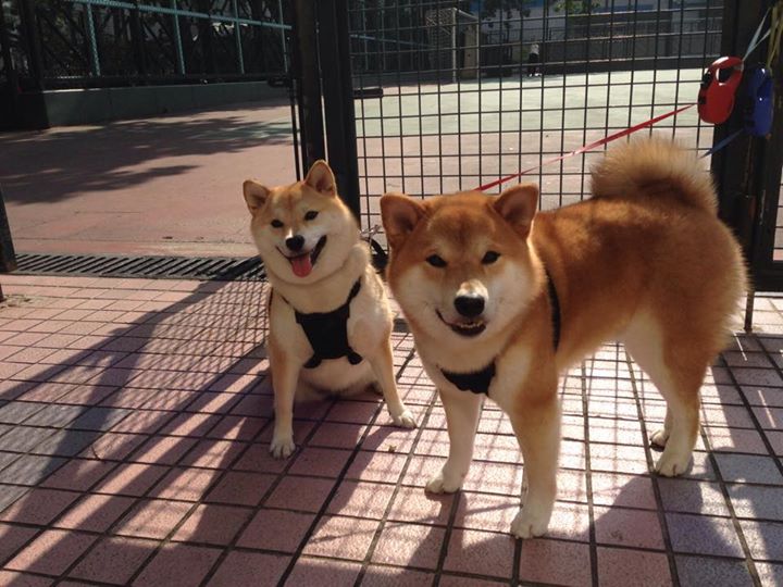 体育教学辅助设备创新应用研究,体育教学辅助设备创新应用研究方向