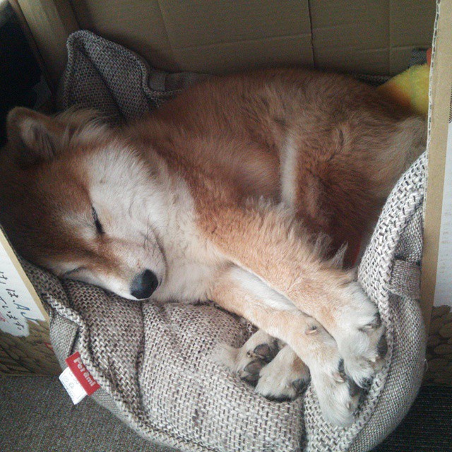 篮球专项技能教学视频资源开发与应用,篮球技术教学步骤和顺序