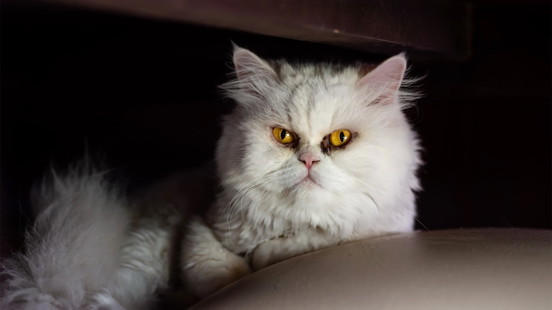 篮球运动员比赛数据采集技术创新与战术分析应用,篮球运动员数据填写