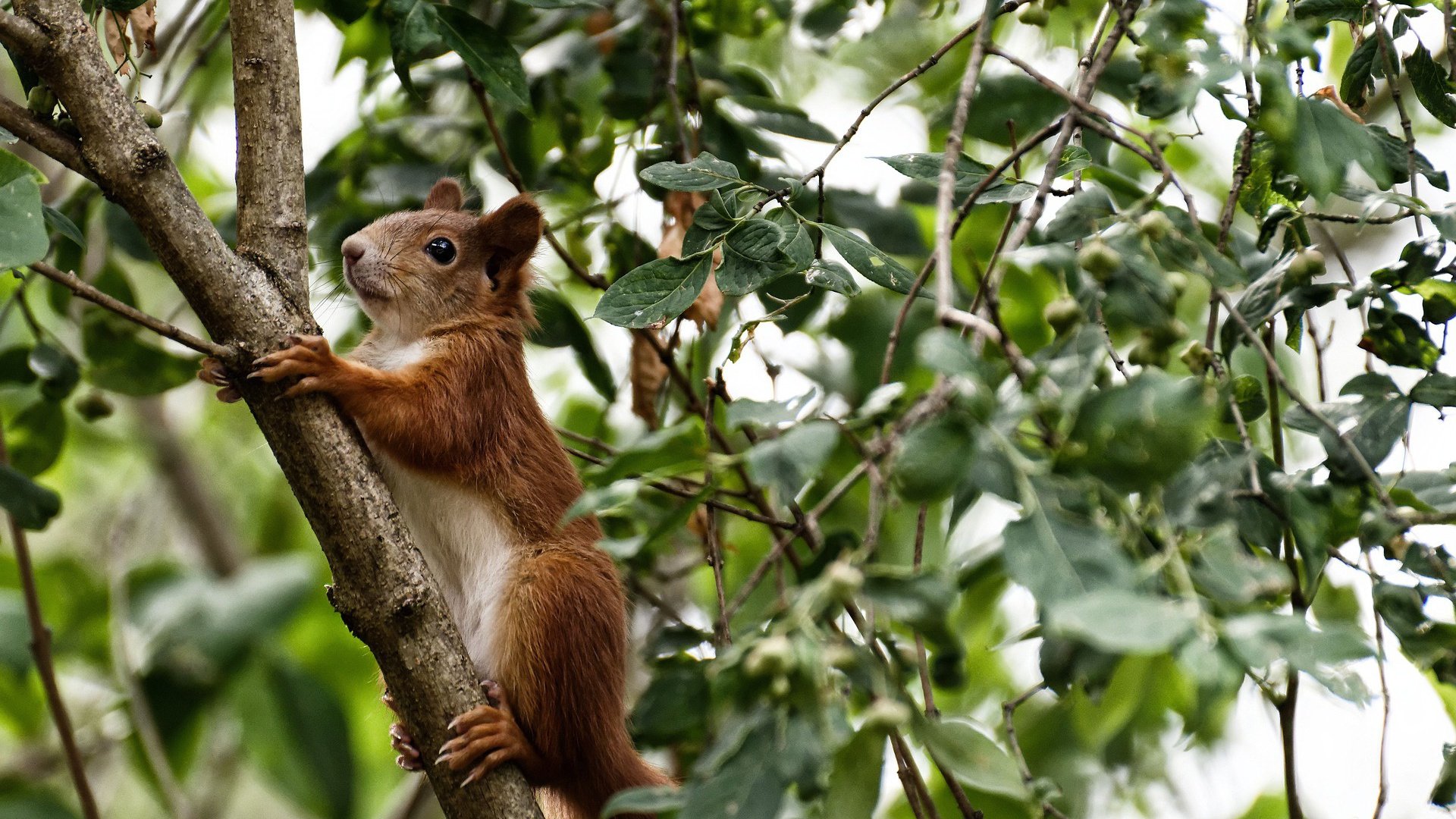 五大联赛最具统治力的球队如何打造,五大联赛良心球队