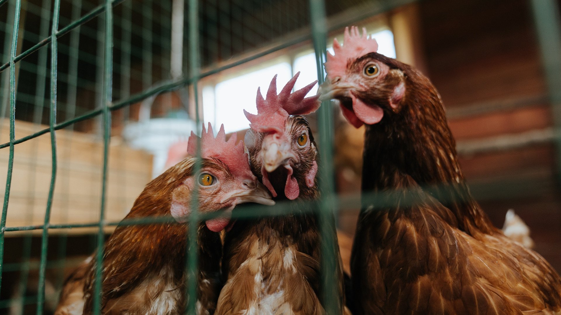 球员如何通过节奏控制突破后的选择,球场节奏大师