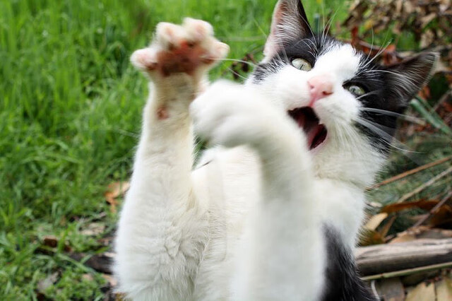 Kaiyun APP-塞内加尔男篮在非洲锦标赛中展示团队战斗力，争创佳绩，塞内加尔男篮nba球员