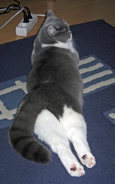 巴特尔的防守能力使袋鼠队在橄榄球锦标赛中保持领先地位，巴特尔 篮球