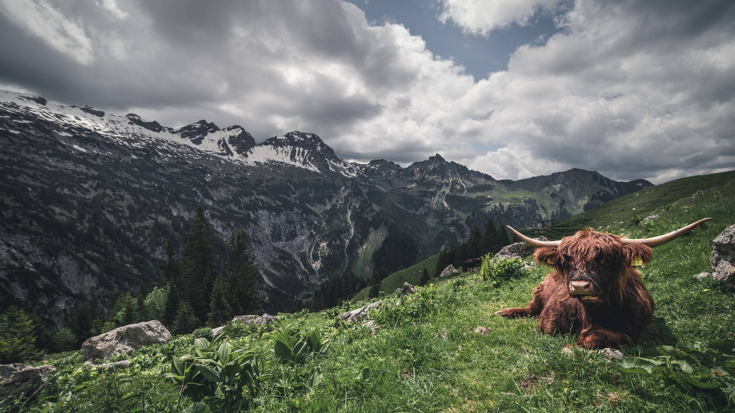 开云网站-德甲百变策略：变化多端，令人惊喜！