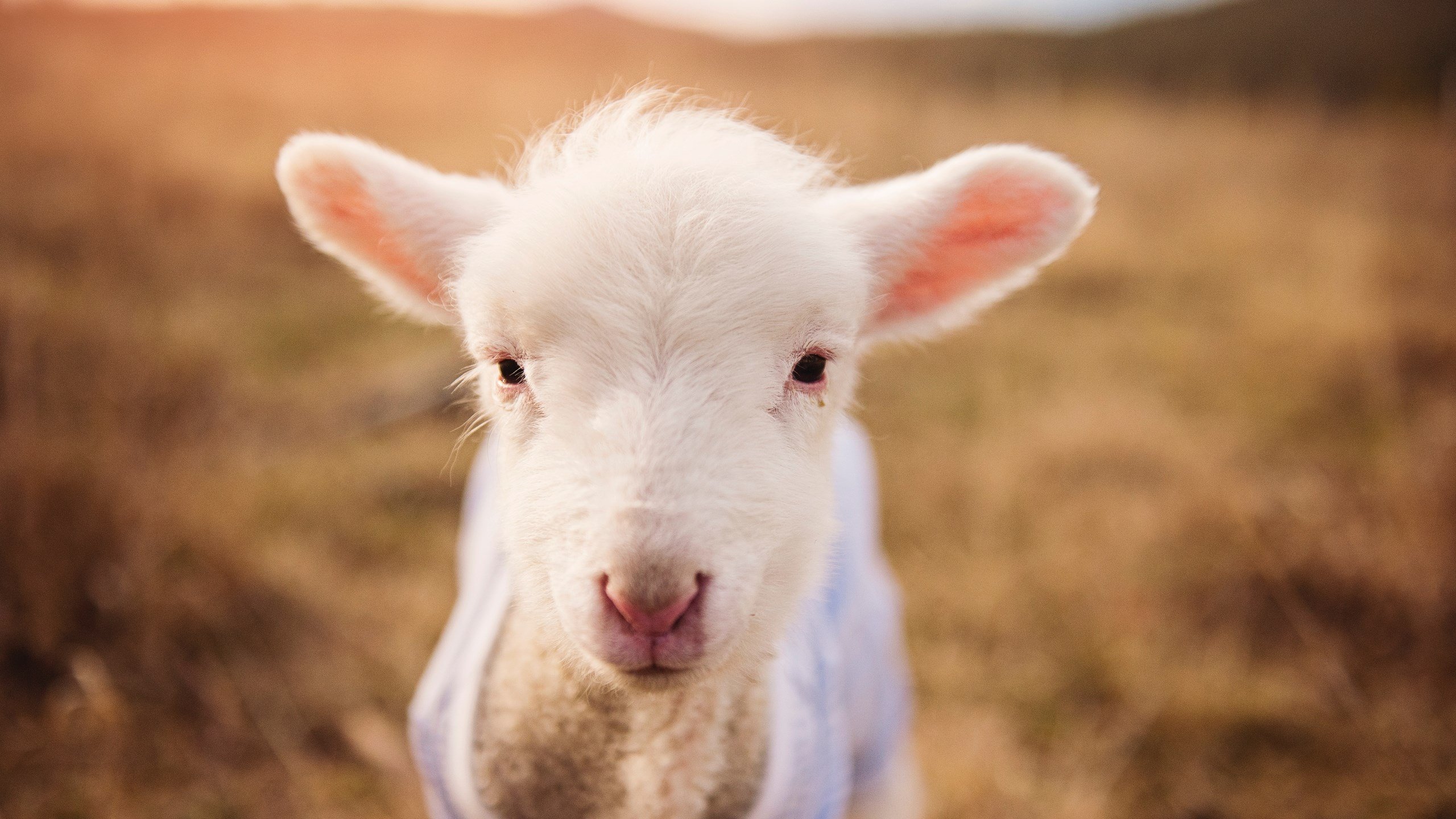 开云官网-步行者传球流畅单节助攻达到两位数，步行者50佳球