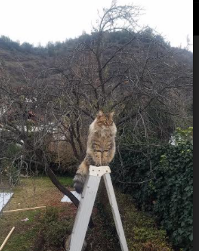 开云平台-澳大利亚队后程发力逆转夺冠，澳大利亚队员