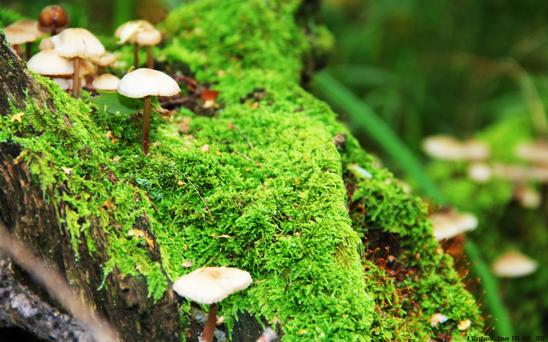 胡贝特·科斯刷新个人最佳成绩,胡安贝内特百度百科